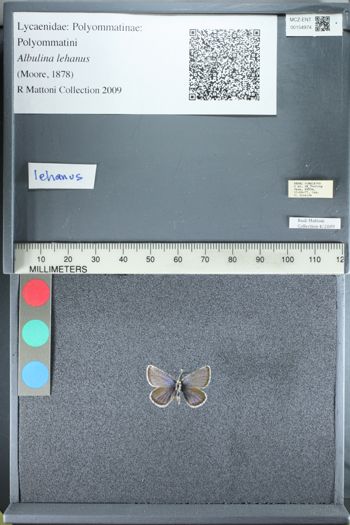 Media type: image;   Entomology 154974